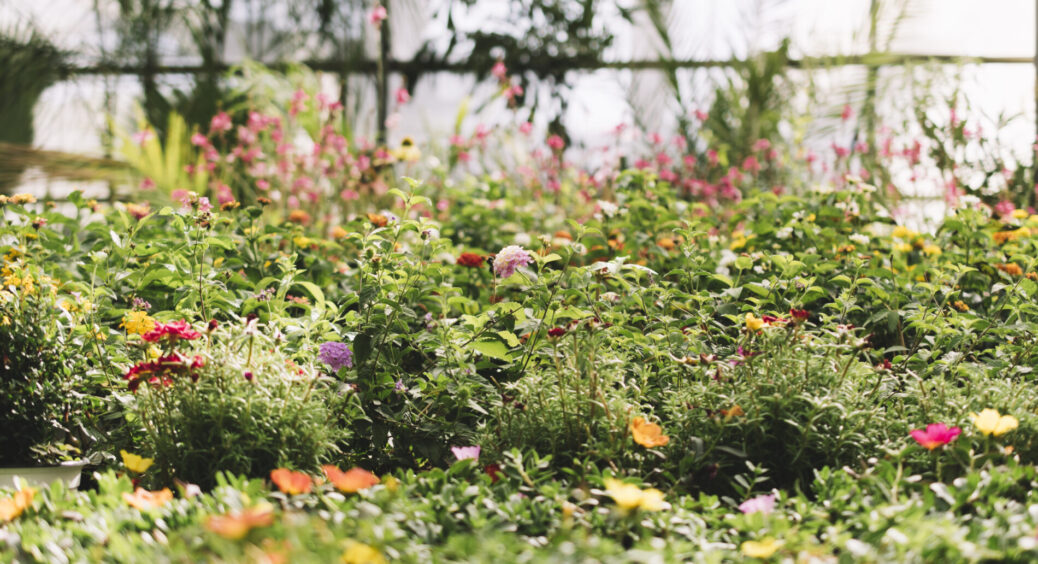 Просто кидаю насіння в землю у березні – і в червні насолоджуюся квітучим килимом у саду – 3 багаторічники 