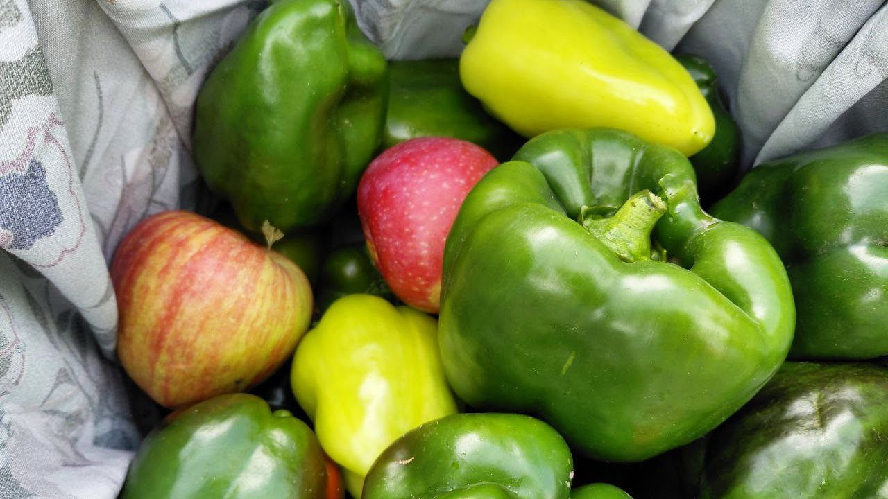 Городники назвали головні помилки, через які перець може не дати плодів. Фото: YouTube Півтори Сотки