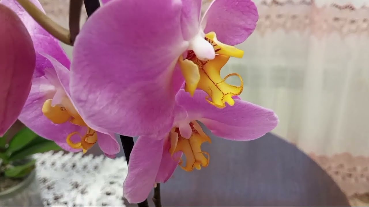 Квітникарі розповіли, як приготувати ідеальний субстрат для цвітіння орхідеї. Фото: YouTube My orchid paradise UA