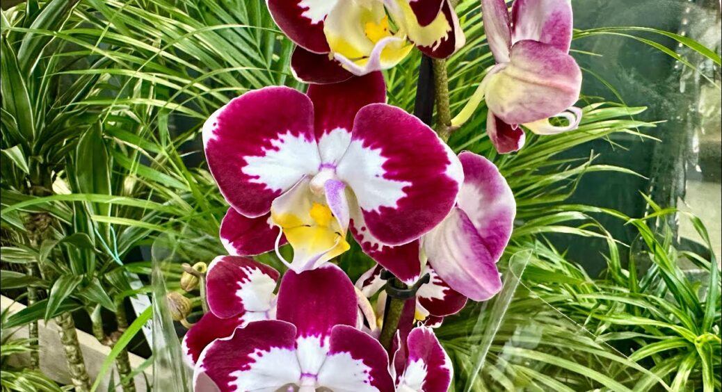 У кого як, а мої орхідеї цвітуть каскадами, бо вже 5 років саджу їх виключно у соснову кору 