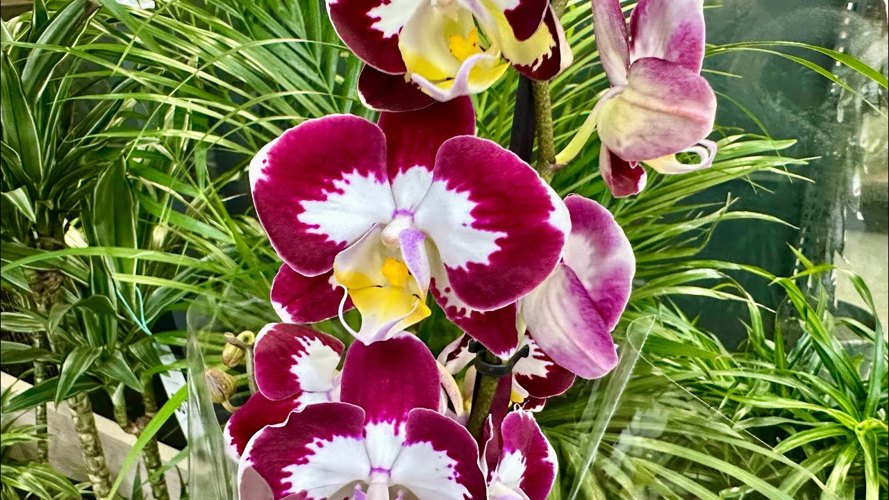 Квітникарі розповіли, як приготувати ідеальний субстрат для цвітіння орхідеї. Фото: YouTube Прекрасні Орхідеї / Beautiful Orchids