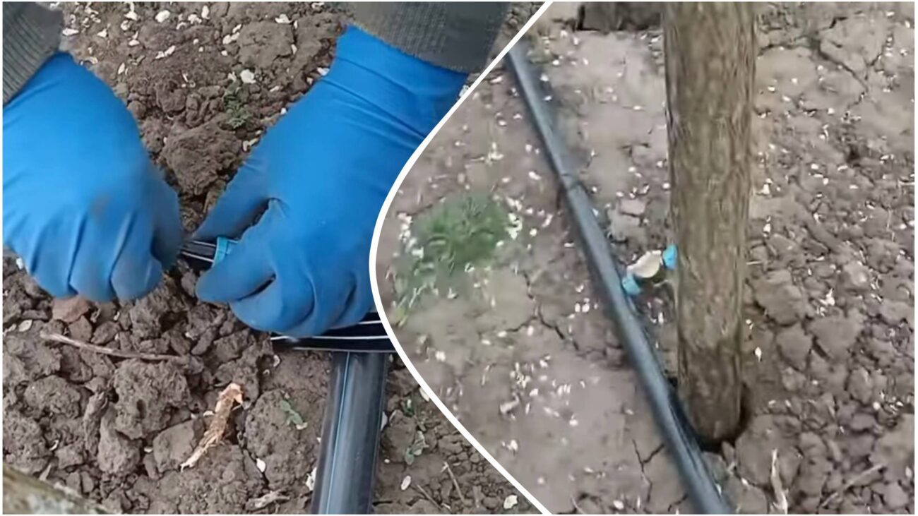 Садівники розповіли, як зробити крапельний полив своїми руками. Фото: YouTube Дмитро та Оксана Соловей