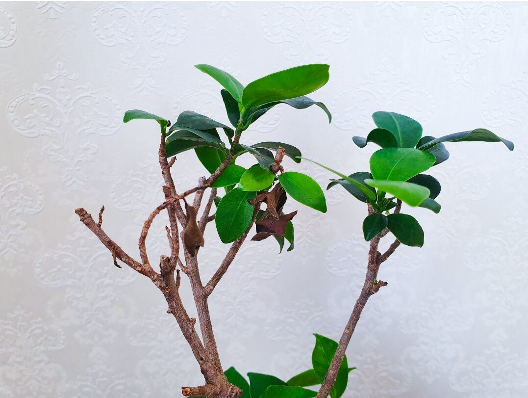 Експерти пояснили, як правильно поливати фікус, аби він красиво ріс, а коріння не гнило