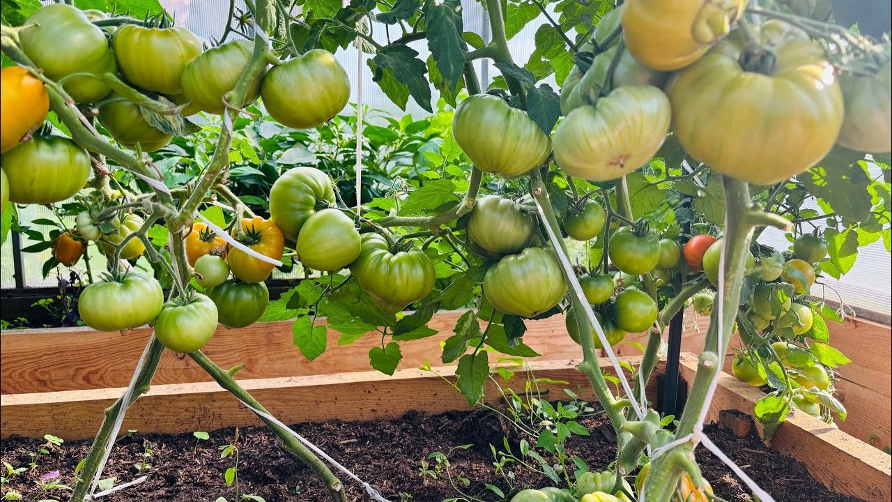 Городники розповіли, який простий лайфхак допоможе захистити розсаду томатів у теплиці