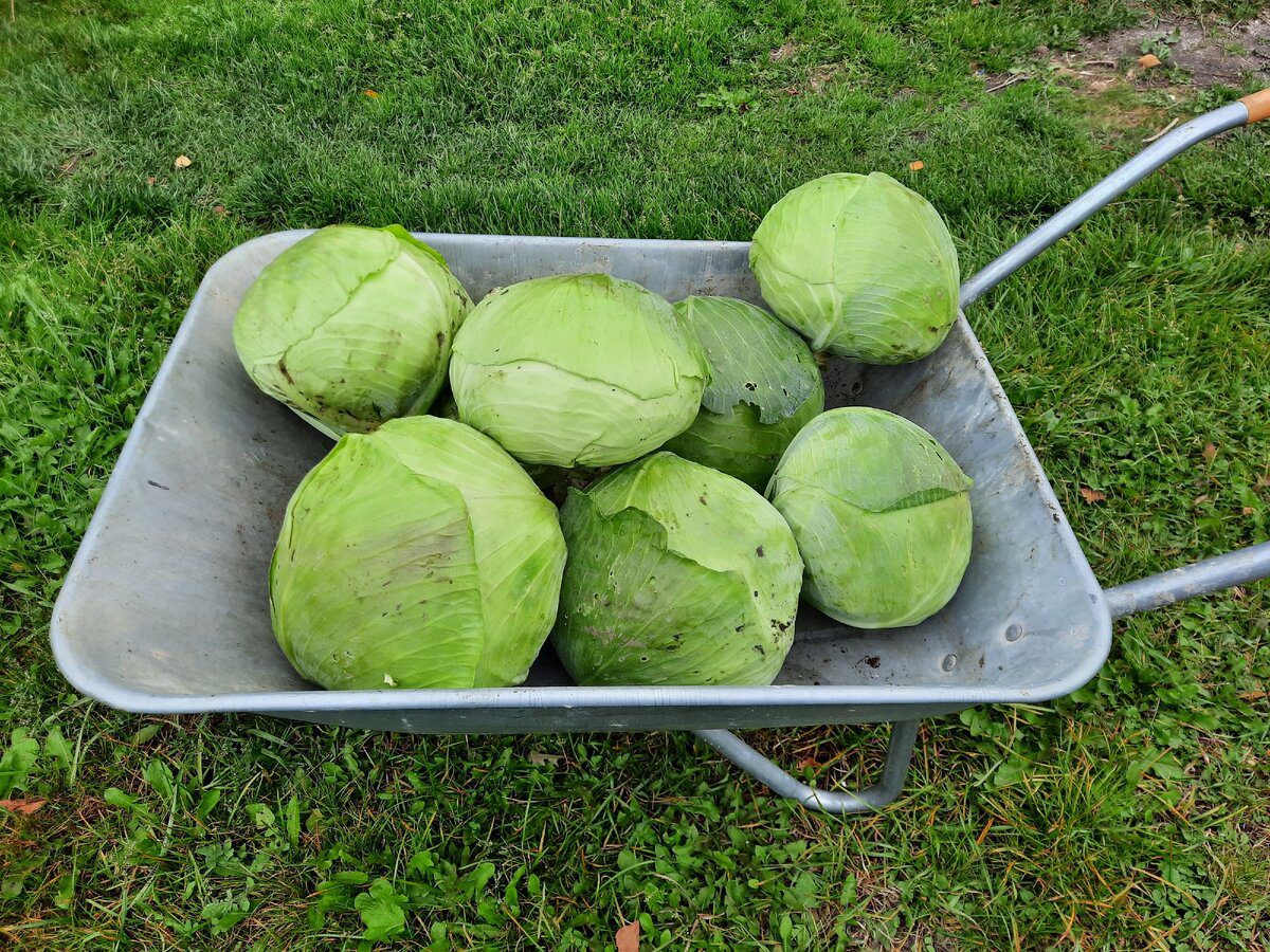 Експерти порадили, як за допомогою чорнобривців захистити капусту від шкідників на грядці