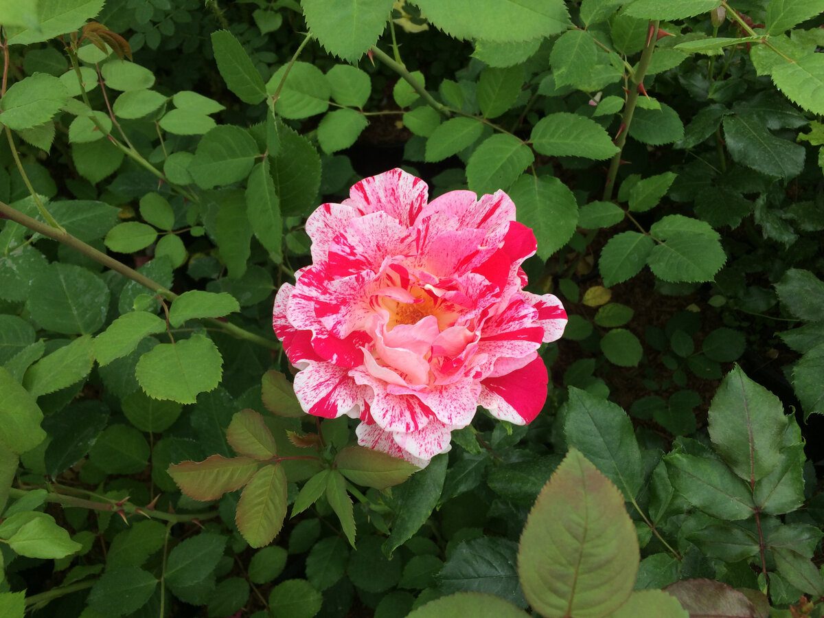 Садівники розповіли, як за допомогою простого добрива покращити цвітіння троянди — порада