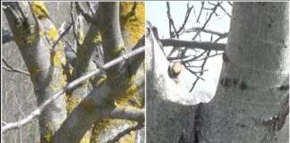 Садівники розповіли, чим обробити дерева від моху і лишайників