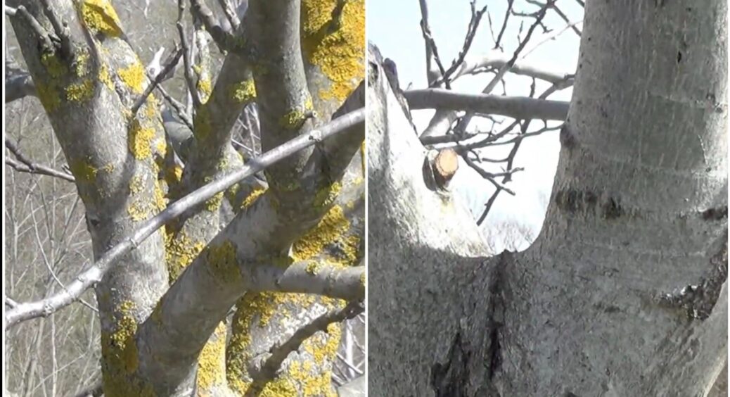 Мох і лишайник для мене – 2 “порожні” слова: як і чим обробити дерева, щоб забути про цю проблему 