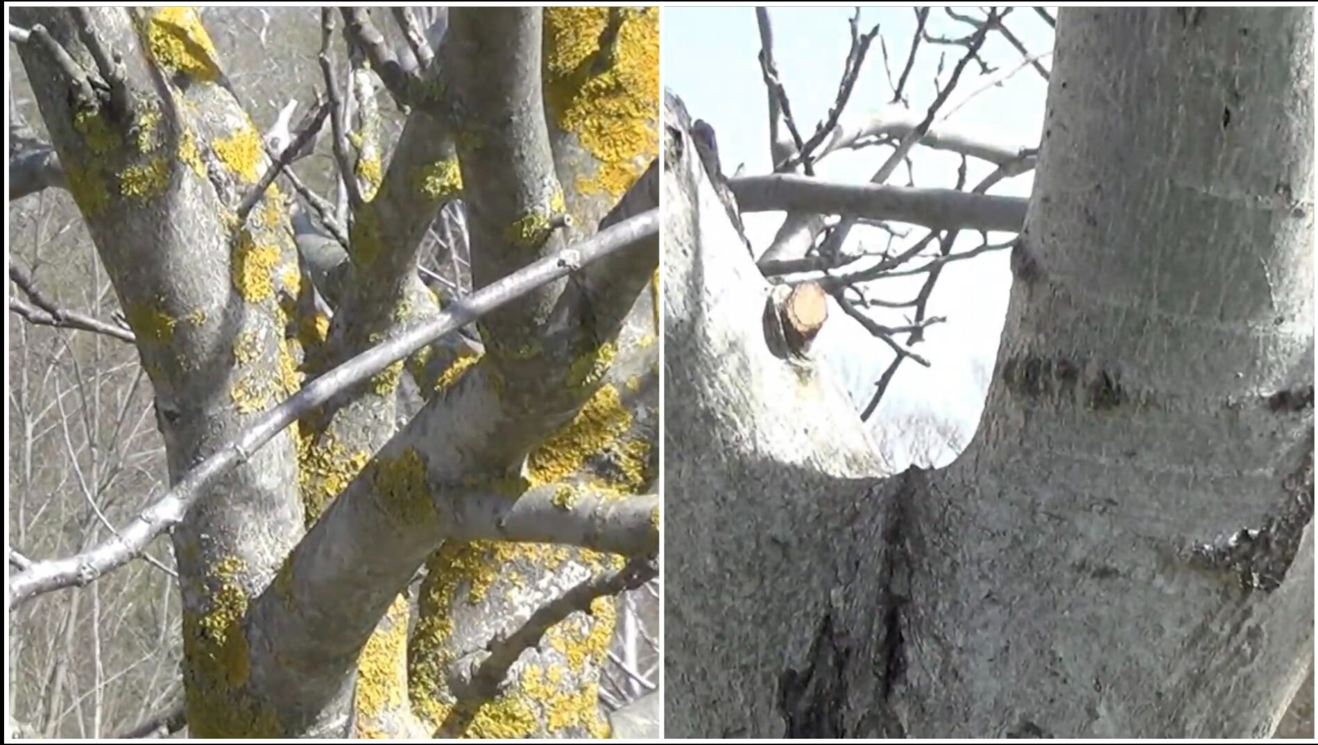 Садівники розповіли, чим обробити дерева від моху і лишайників