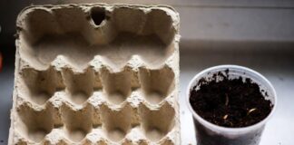 Городники розповіли, як можна використати лотки від яєць на дачі. Фото: Добрі новини