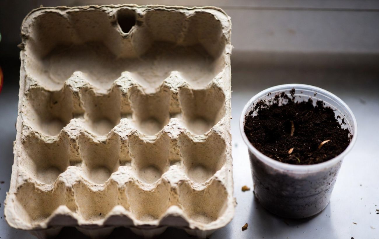 Як використовувати лотки від яєць на дачі. Фото: Добрі новини