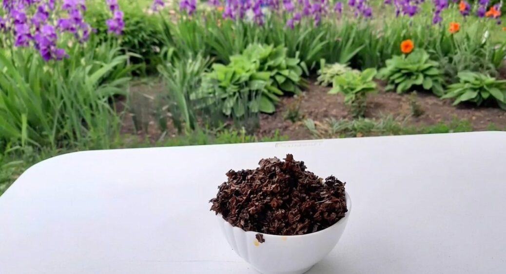 Не сміття, а золото: чайний “жмих” не викидаю – із користю використовую на грядці. Трюк на 10 з 10 