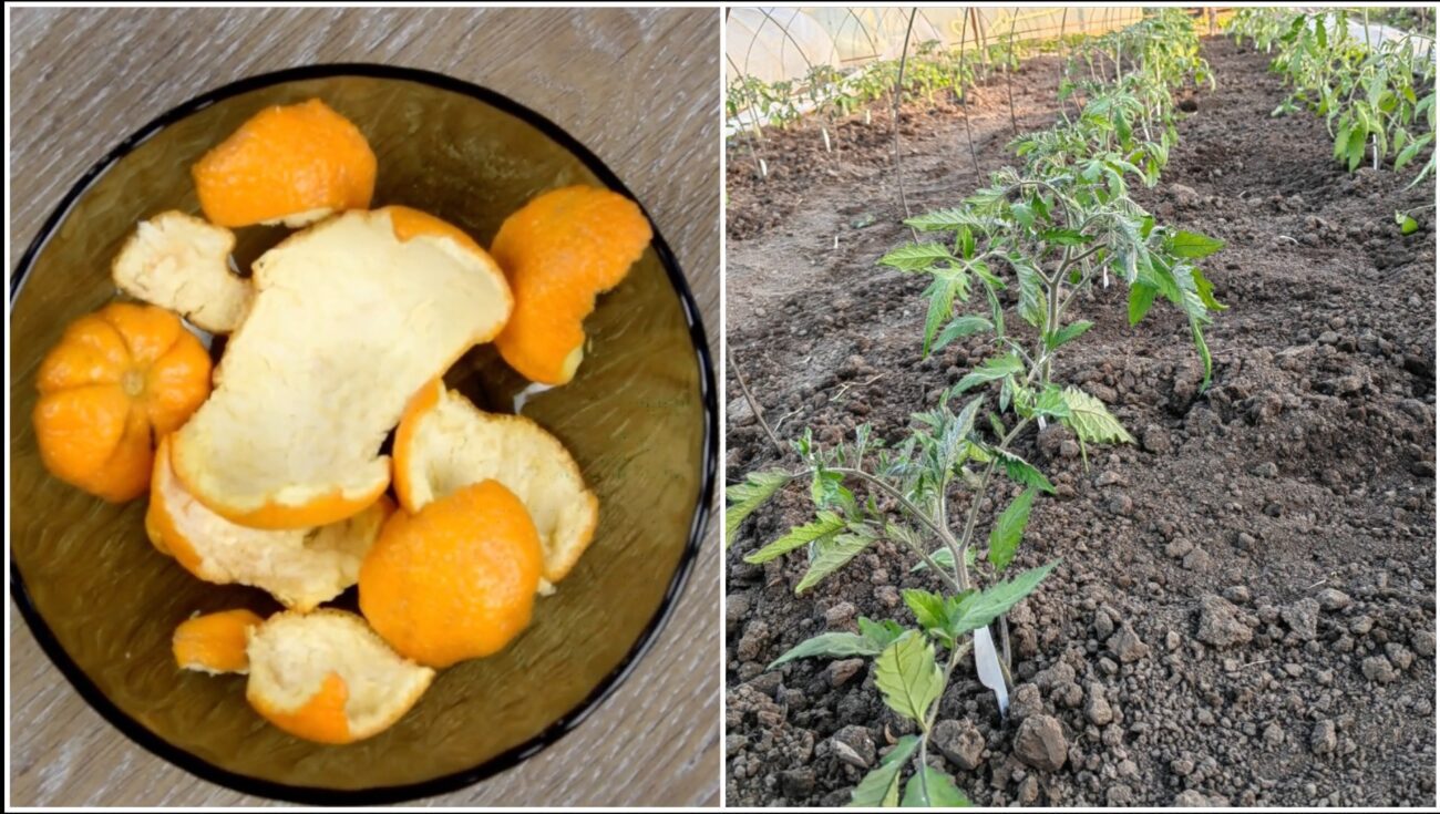 Господині розповіли, як використати шкірку апельсинів на городі