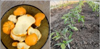 Господині розповіли, як використати шкірку апельсинів на городі