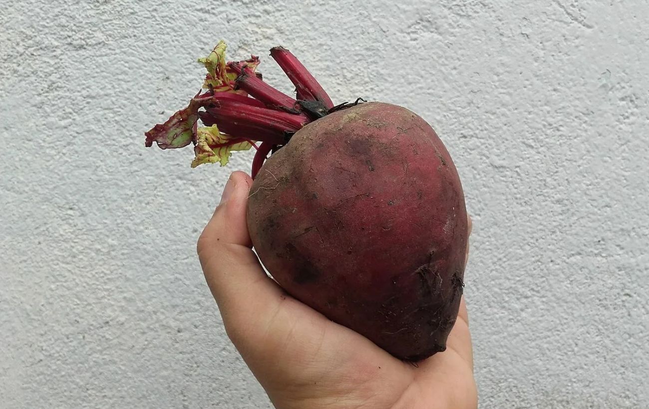 Який сорт буряка обрати для своєї грядки