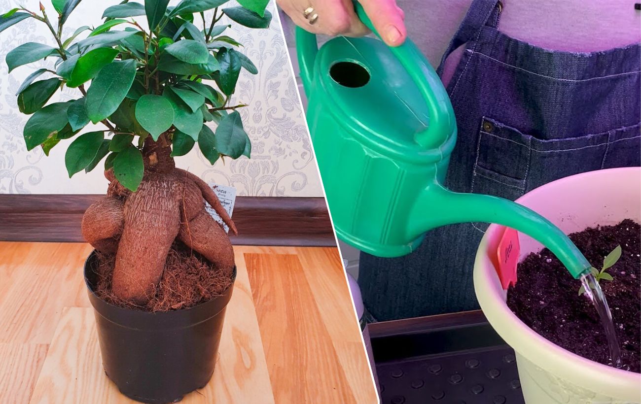 Як поливати фікус у домашніх умовах