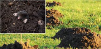 Як захистити ділянку від кротів за допомогою пляшки. Фото: Pixabay