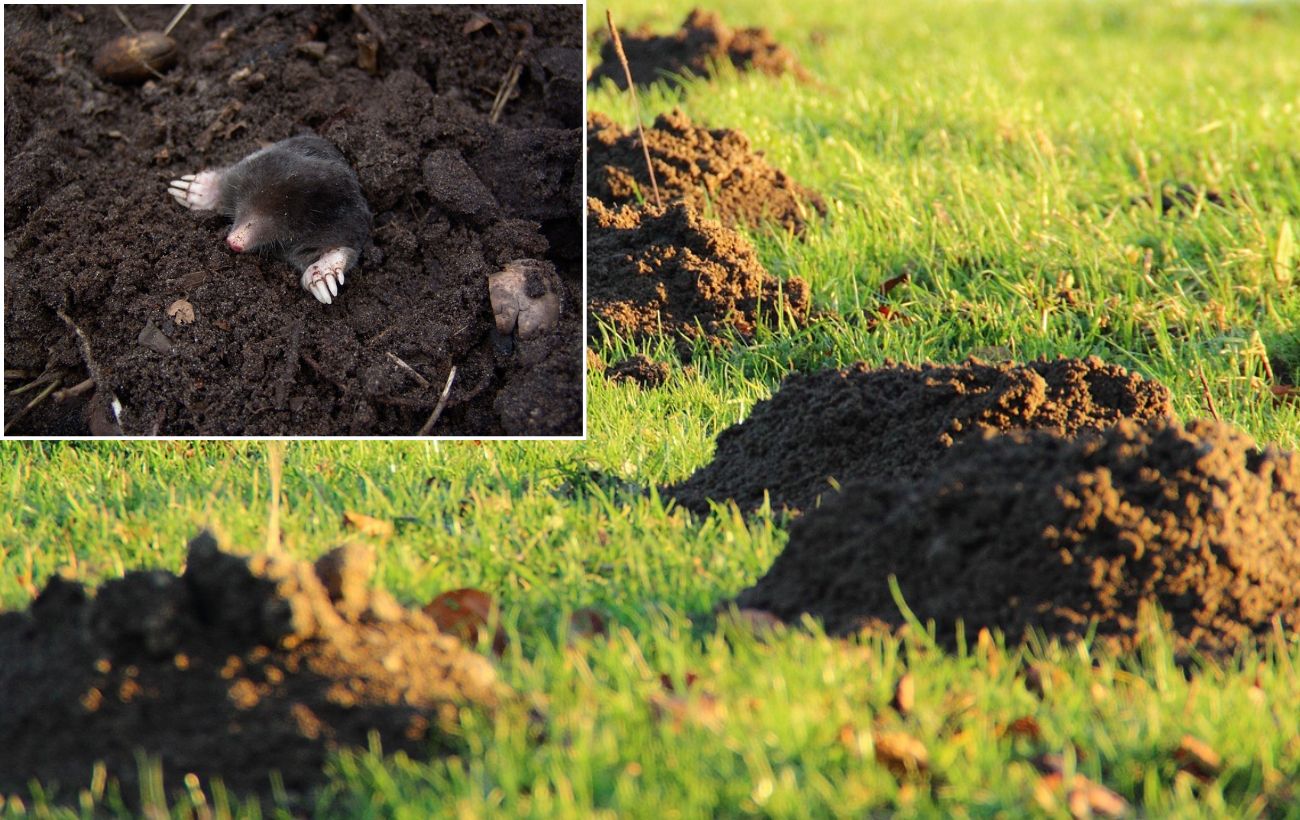 Як захистити ділянку від кротів за допомогою пляшки. Фото: Pixabay