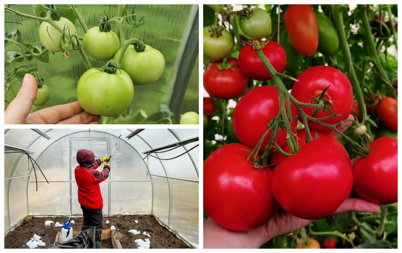 Як захистити томати в теплиці від перепадів температури