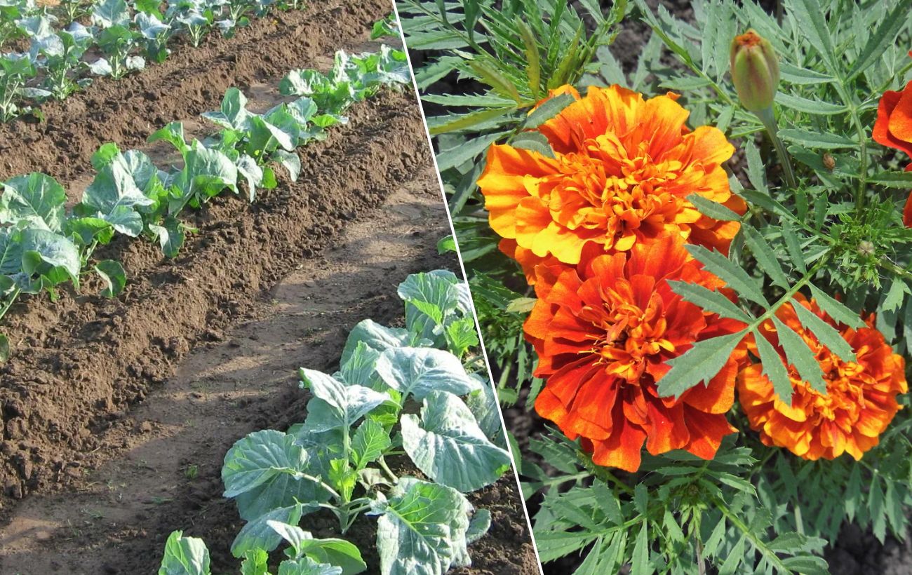 Як захистити капусту від шкідників