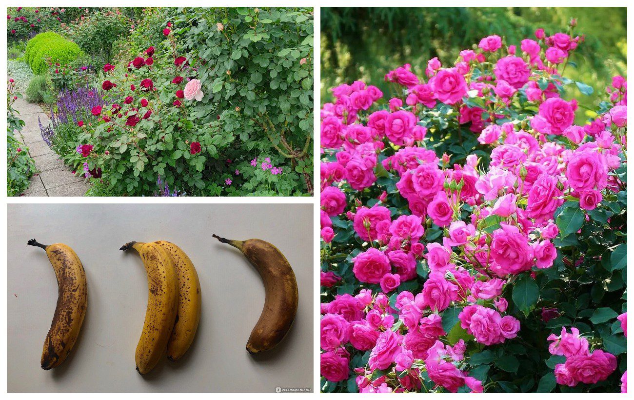 Як підживити троянди для кращого цвітіння