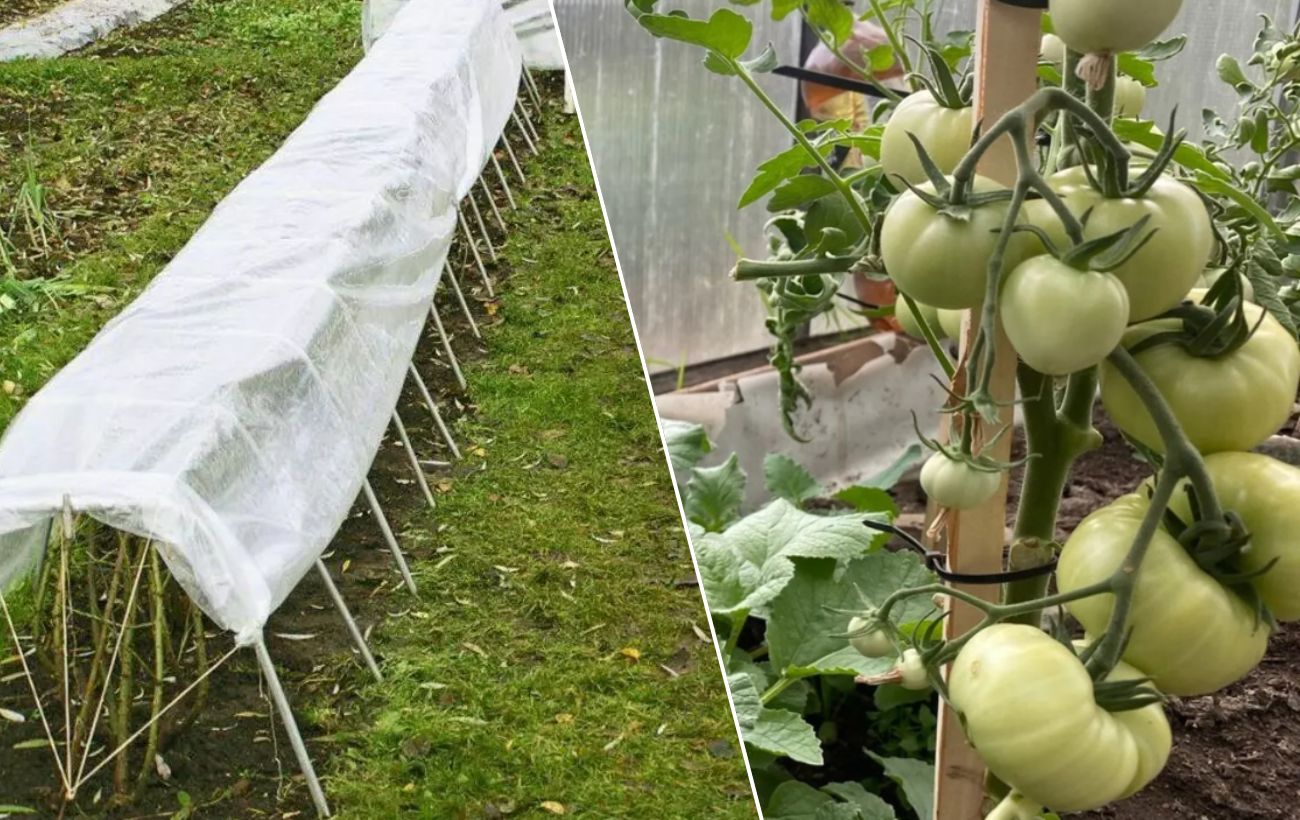 Чим накрити грядку замість плівки