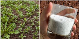 Садівники розповіли, як позбутися бурʼянів на ділянці за допомогою солі