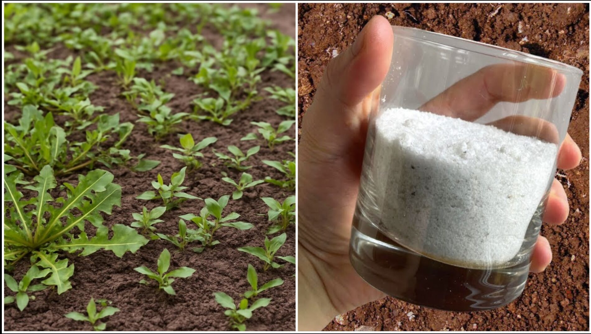 Садівники розповіли, як позбутися бурʼянів на ділянці за допомогою солі