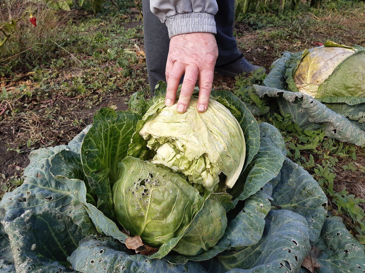 Городники порадили, який сорт капусти обрати для вирощування на грядці, аби отримати смачні плоди