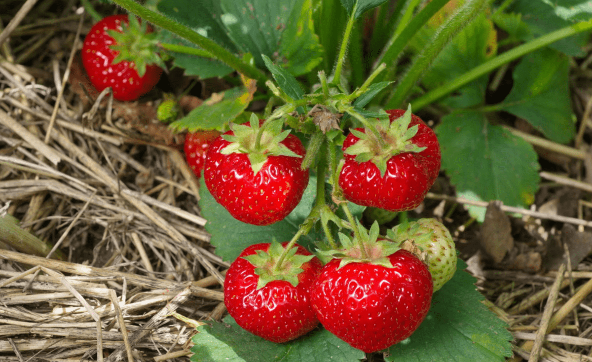Садівники розповіли, як і чим підживити полуницю для покращення врожайності та росту ягід