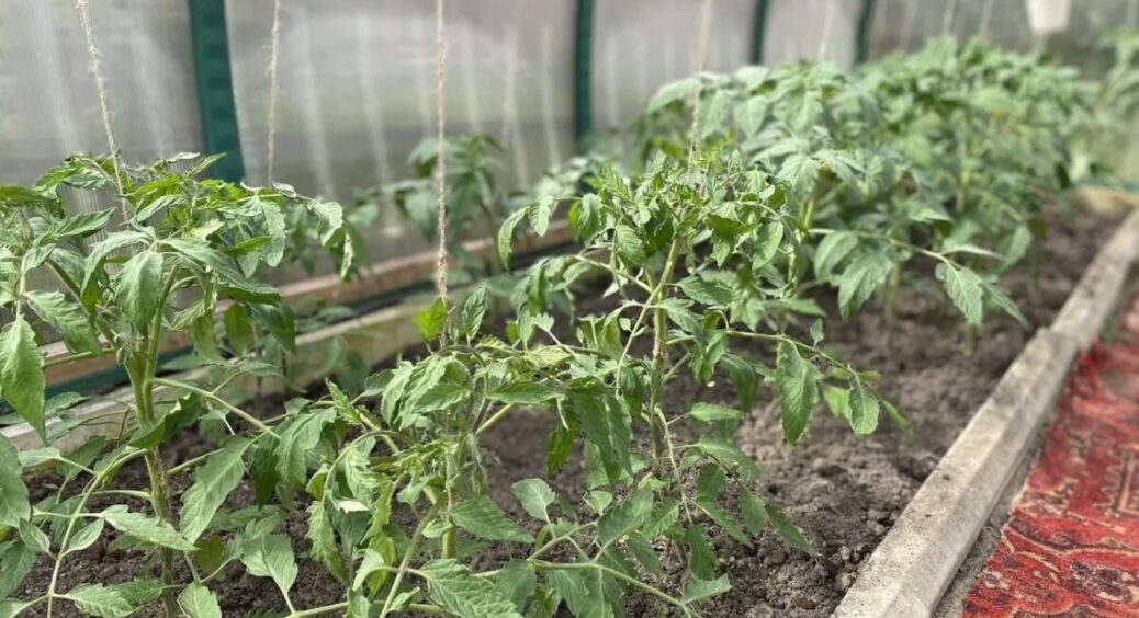 Пухирчасту плівку з посилок бережу як зіницю ока: 1 трюк, і весняні морози моїм саджанцям – ніпочому 