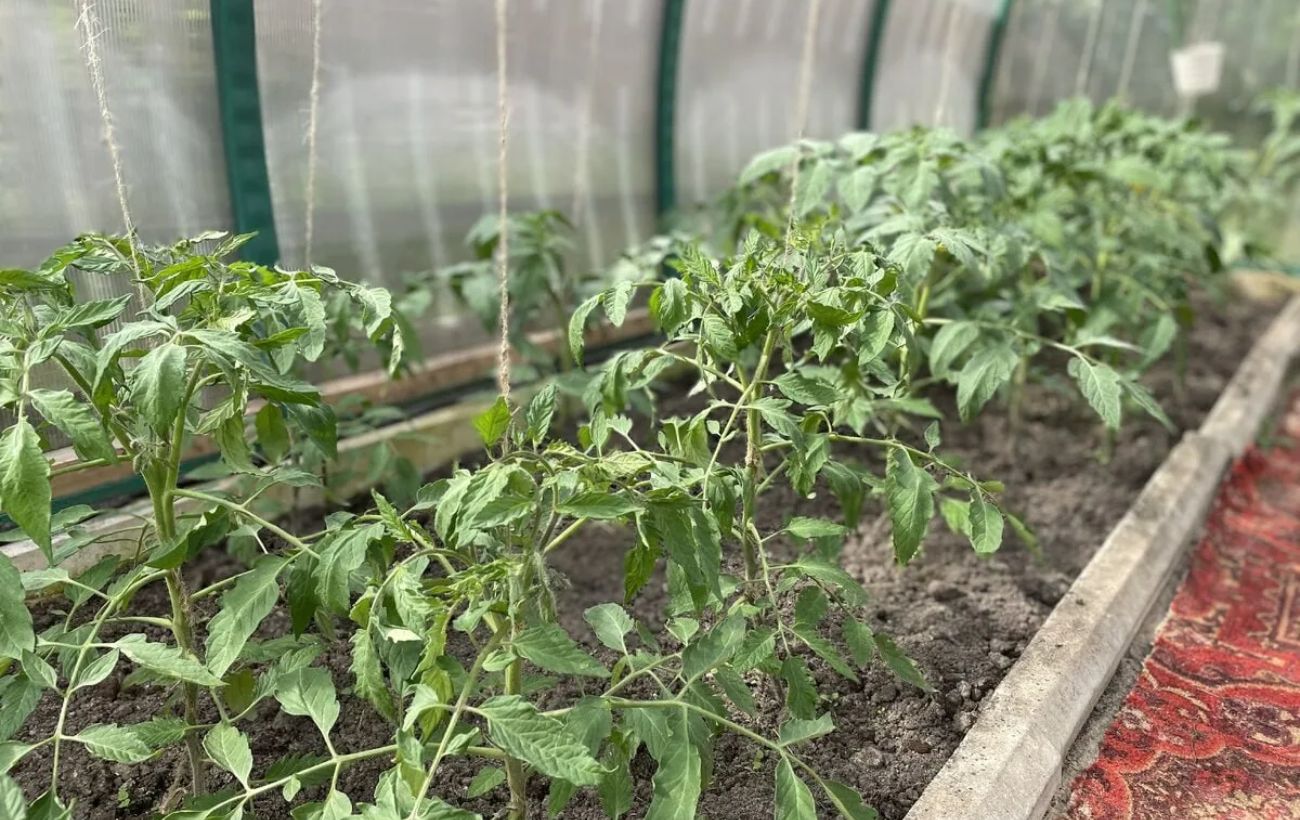 Як захистити саджанці від весняного морозу