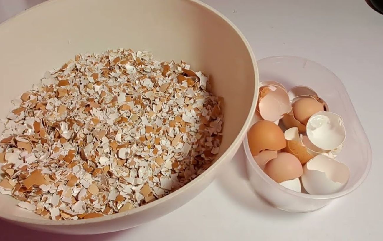 Користь яєчної шкаралупи на городі. Фото: YouTube Вирощування рослин