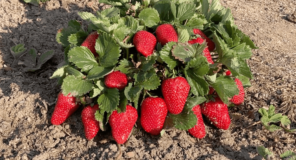 Сорт полуниці, який сусід по ділянці ховає за високим парканом: врожай достигає по 3 хвилі за сезон 