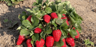 Городники поділилися назвою сорту полуниці, що дає врожай весь сезон