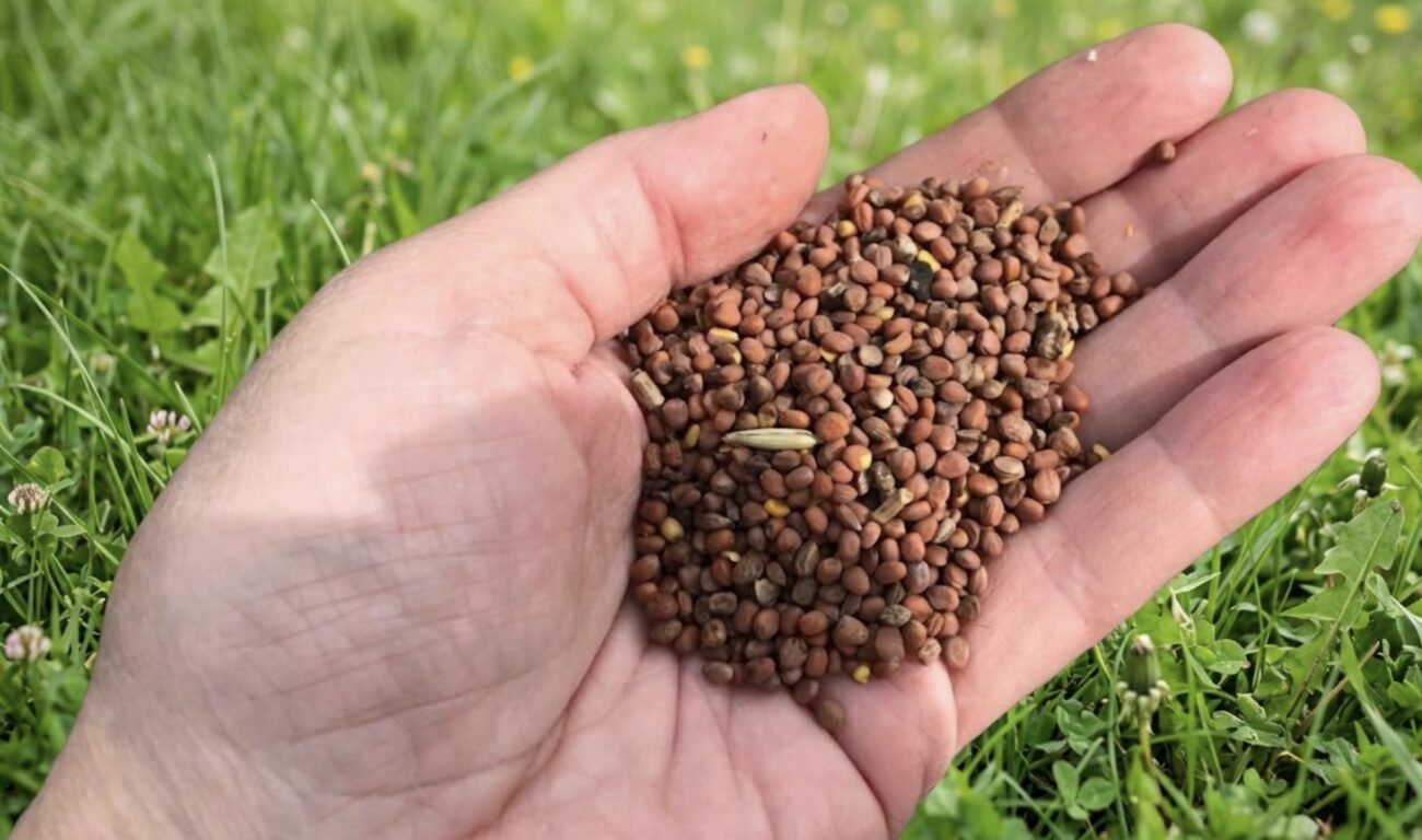 Городники назвали найкращий сидерат, який розпушує ґрунт краще за червʼяків 