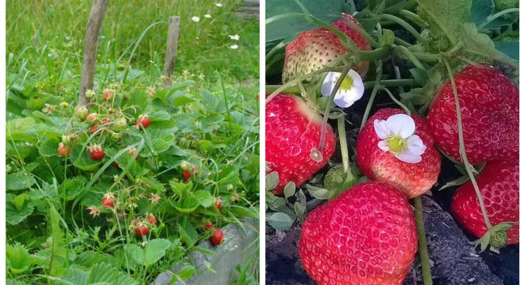 Вчасно ллю рівно 1 кухоль цього диво-настою під корінь – і медова полуниця виростає розміром з кулак 