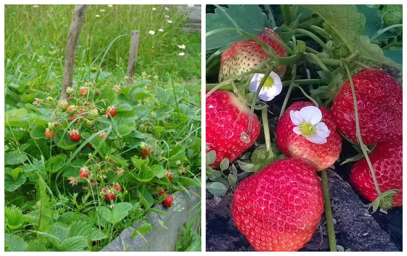 Як покращити врожайність полуниці