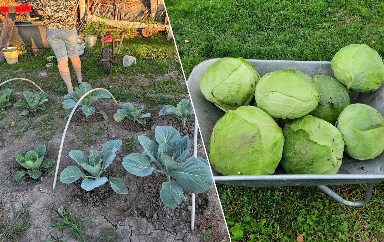 Який сорт капусти найкраще росте на ділянці