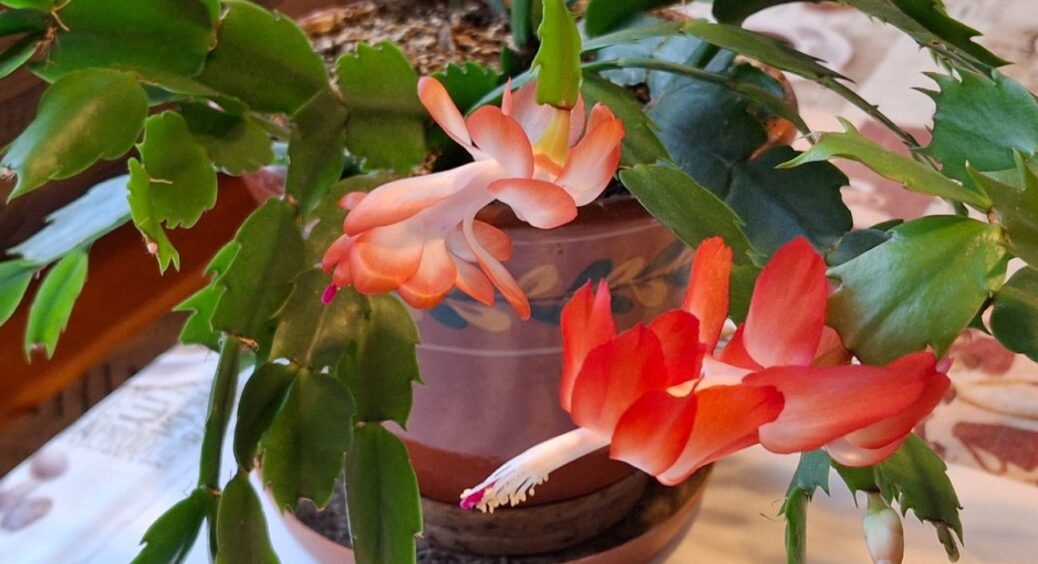 Кладу 1 просту річ у горщик із квітами — і вони ростуть пишнішими, ніж будь-коли: дешево, але не сердито 