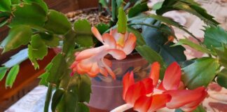 Чим удобрювати рослини в горщиках