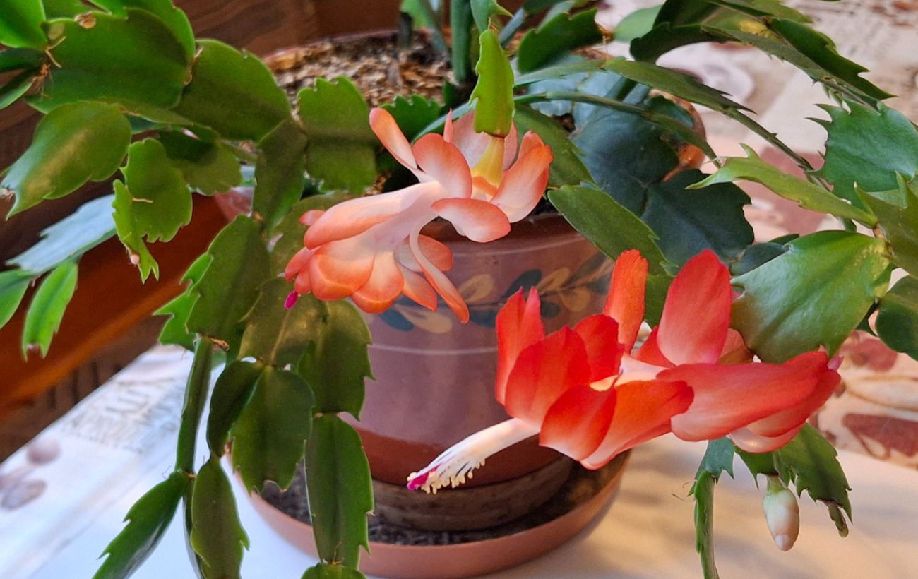 Чим удобрювати рослини в горщиках