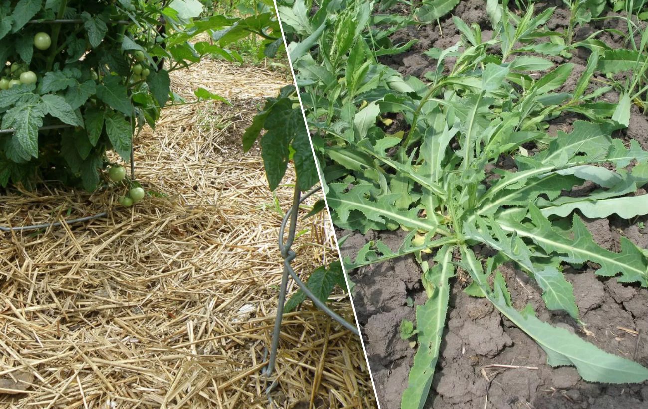 Які рослини не дають бур'янам проростати