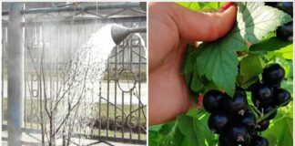 Садівники розповіли, коли потрібно поливати смородину окропом