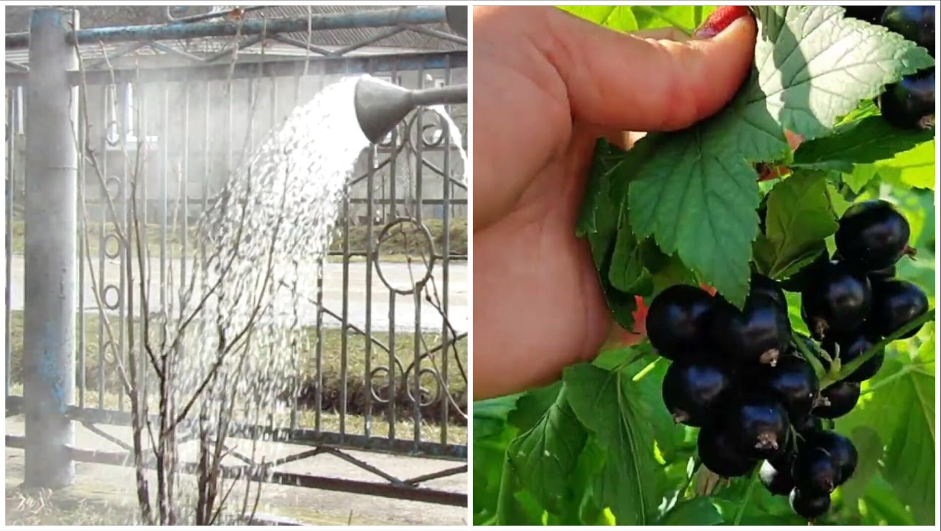 Садівники розповіли, коли потрібно поливати смородину окропом