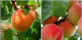 Садівники розповіли, як захистити персики й абрикоси від весняних заморозків