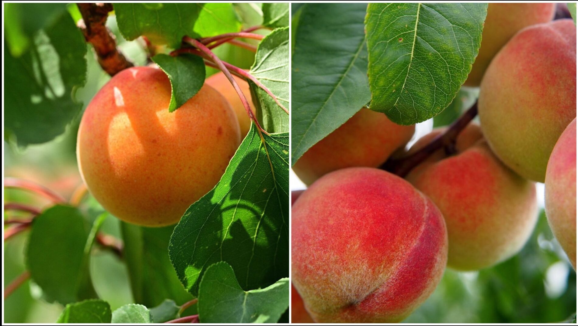 Садівники розповіли, як захистити персики й абрикоси від весняних заморозків