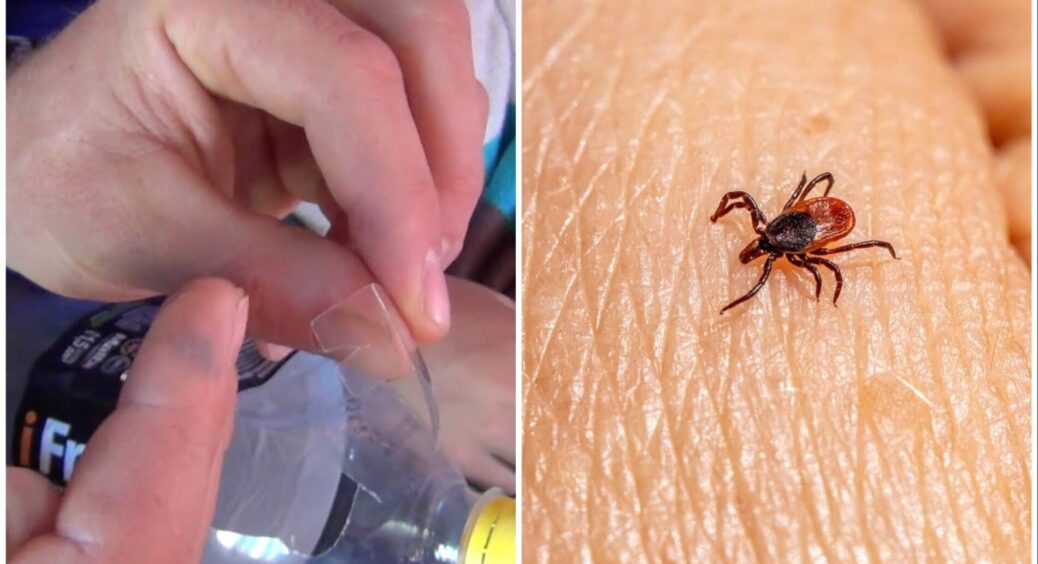 Беру пляшку з-під води і викручую кліща: як досвідчені лісники видаляють паразитів, які вже “присмоктались” 