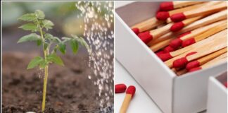 Городники розповіли, як звичайні сірники покращують врожайність помідорів