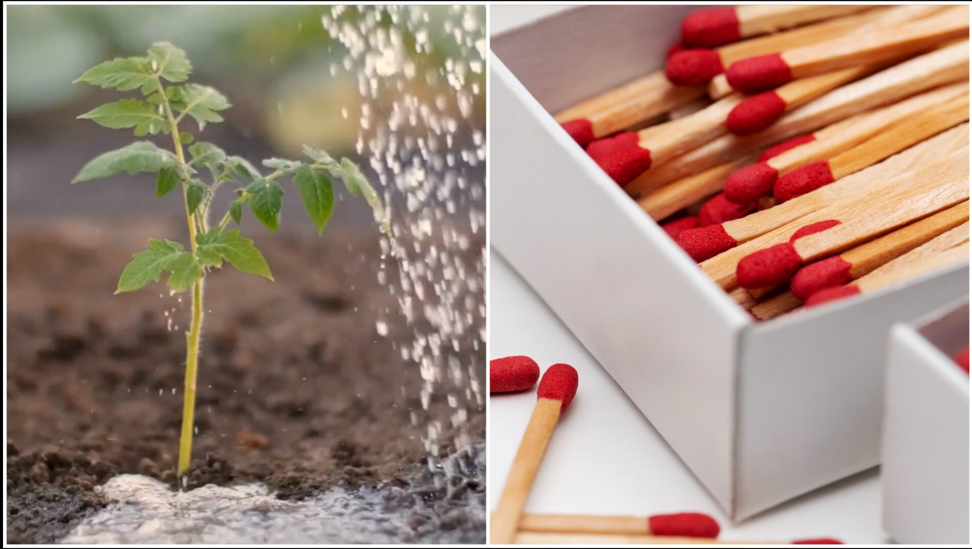 Городники розповіли, як звичайні сірники покращують врожайність помідорів